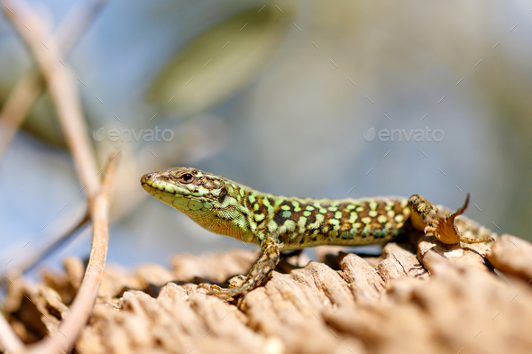 Zootoca vivipara (Lacerta vivipara) closeup portrait. - Stock Photo - Images