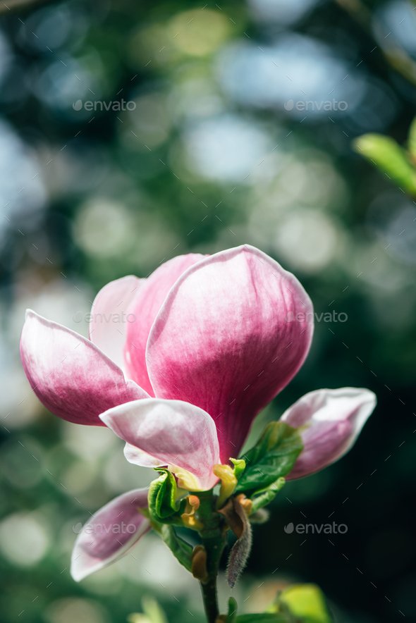 pink magnolia flower tree