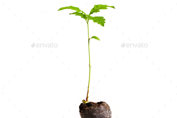 Small oak tree growing from a seed in the ground isolated on white background