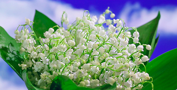 Lily Of The Valley Bouquet Rotating