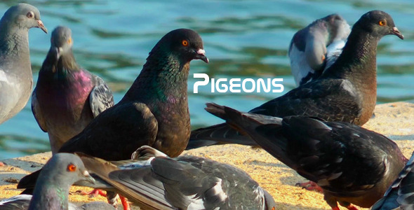 Pigeons alt