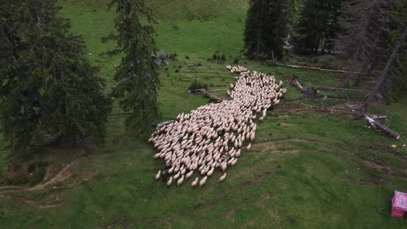Sheep Drift Moving Across the Enormity of the Land at the Top of the Mountain