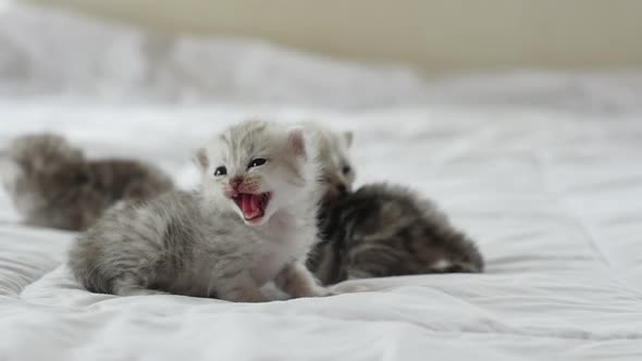 Cute Tabby Kittens Playing On White Bed Slow Motion alt