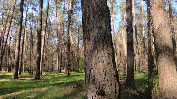 Forest with Pine Trees During the Day POV alt