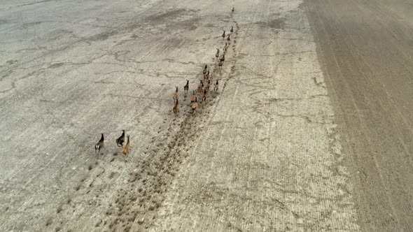 Big herd of Deers runing on field, aerial view. Flight over wild animals alt