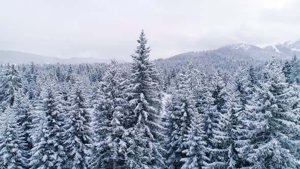 Snowy Firs In Mountainous Forest