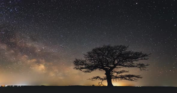 Lonely Oak Under Starry Sky