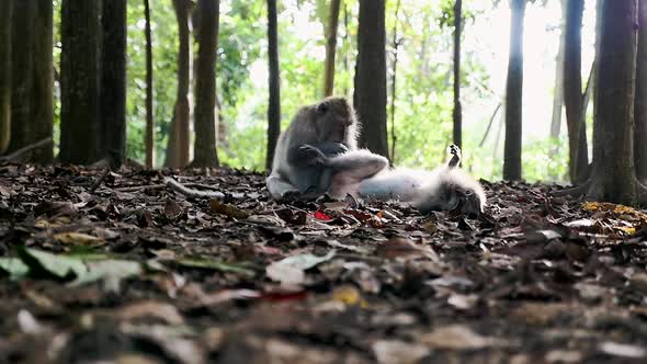 Monkey jungle in bali alt