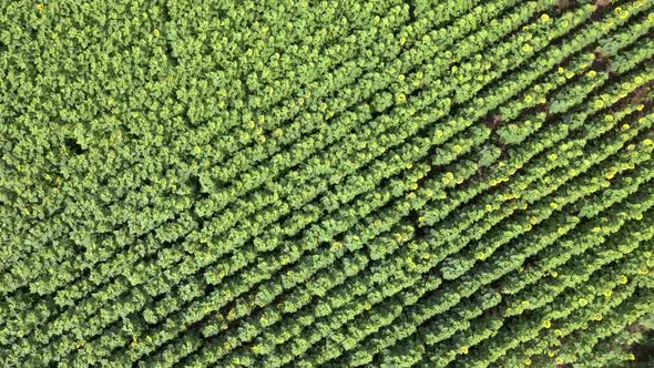 Sunflower Field Top View Background alt