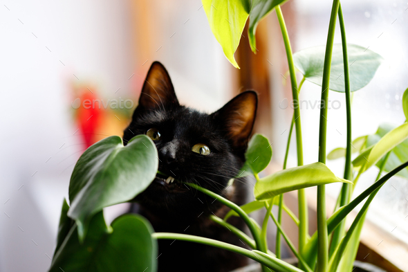 Cat eating plant. Black Cat eating monstera plant.