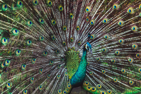 Colorful dancing indian male peacock and its wonderful colorful tail. Portrait close up.