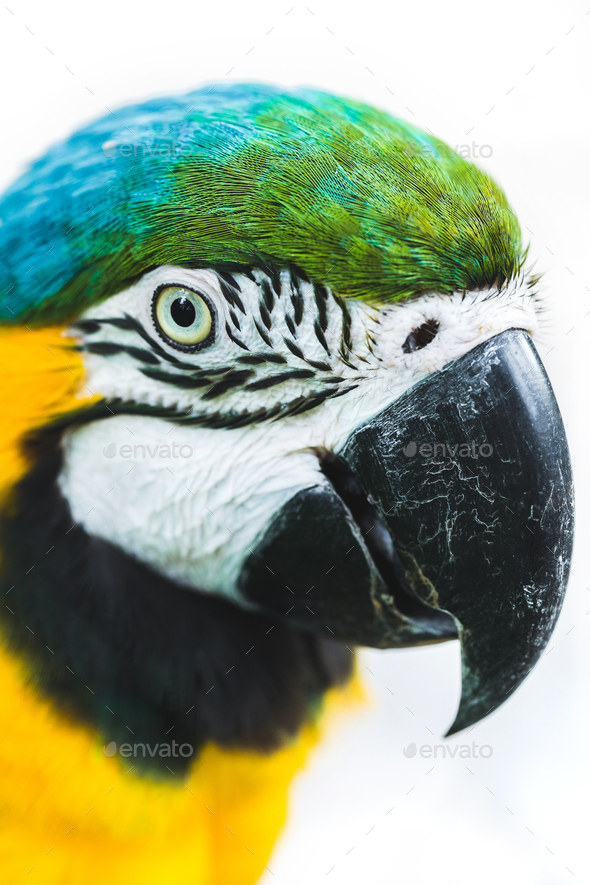 mode udrydde Scorch Portrait of blue and yellow ara macaw parrot isolated on white background  close up Stock Photo by olegbreslavtsev