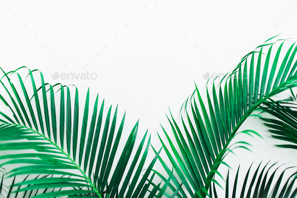 Background with tropical green palm leaves isolated on white. Empty place for sign, logo