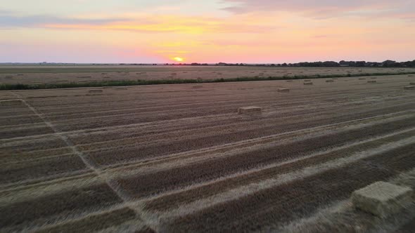 Summer Wheat Field After A Harvest