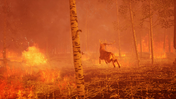 Forest Fires Moving Through(with Running Deer) 4K 05 alt