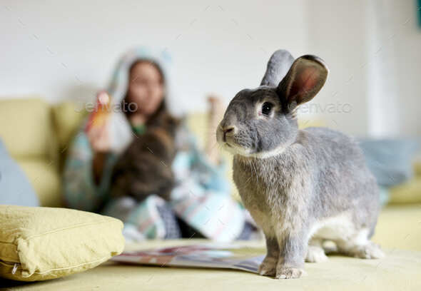 Portrait of house rabbit indoors with woman on sofa in background