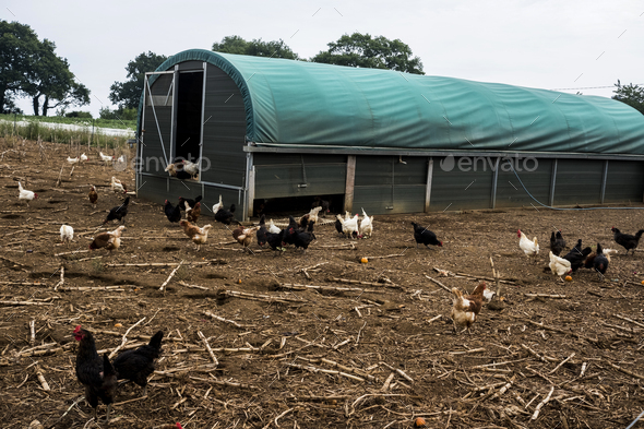 Flock of chickens around a chicken coop on a farm.