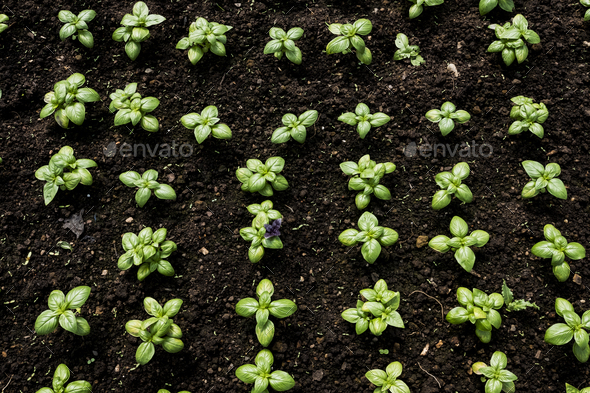 High angle close up of soil and young basil plants