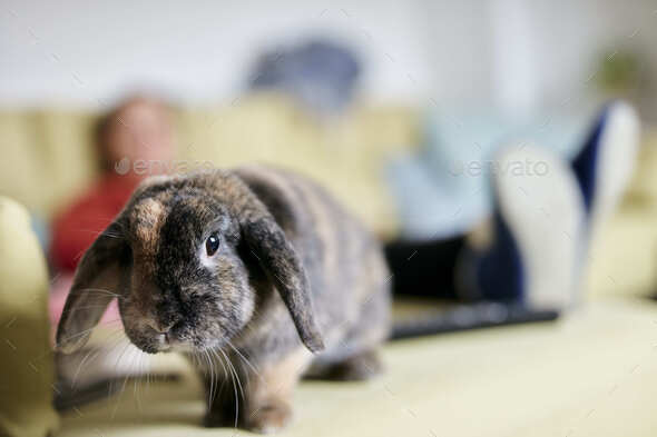 Portrait of pet house rabbit with floppy ears