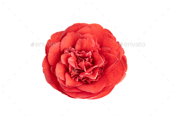 Fully bloom Red camellia flower isolated on white background Stock Photo by  formatoriginal