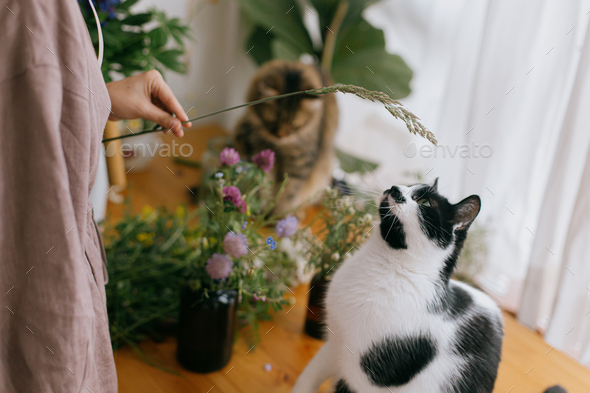Two cats playing with wildflowers while woman in linen dress arranging flowers on wooden table