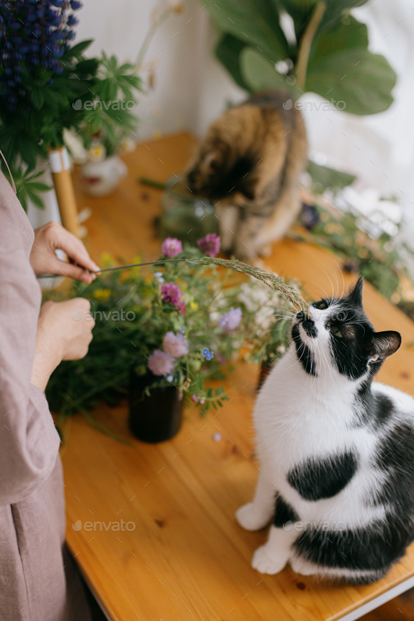 Woman in linen dress playing with cute cat with herb while arranging flowers on wooden rustic table