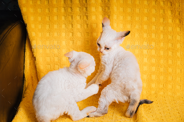 Two Funny Small Little White Devon Rex Kittens Kitty Cats Play Together On Yellow Plaid Background