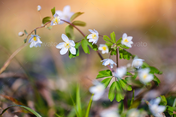 Spring flower close-up. Isopyrum thalictroides. - Stock Photo - Images