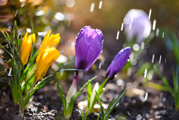 Blooming Crocuses With Rain In The Sunlight Crocus Vernus Spring Crocus Stock Photo By Nataljusja