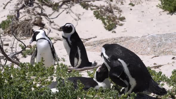 South African Penguin Couple Play At Nest In Boulder Beach Close Up Video Motion