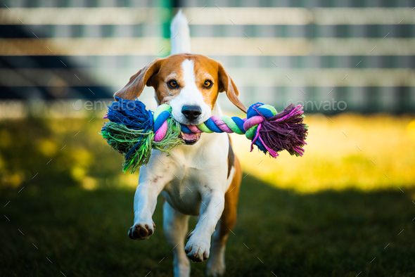 beagle toy