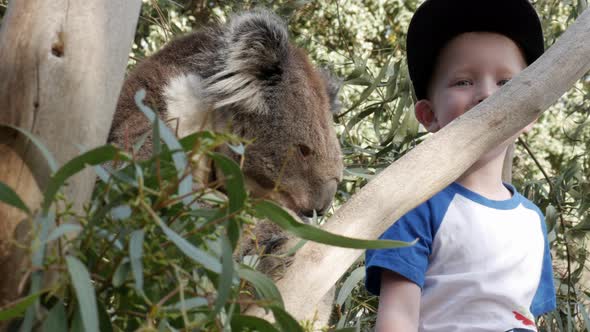 Young boy smiles at the camera while a sleepy Koala sits in a gum tree at a wildlife sanctuary. alt