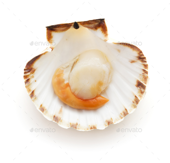 Raw scallop - Stock Photo - Images