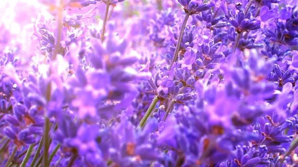 Lavender Field Close Up alt
