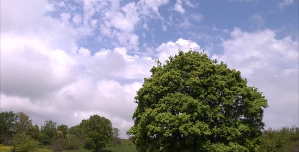 Clouds and tree