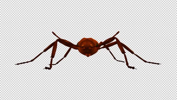 Red Ant - Crawling Loop - Front View