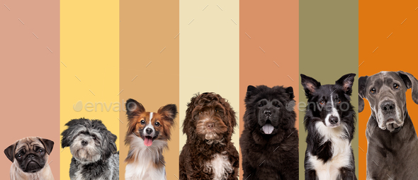 seven dog portrait