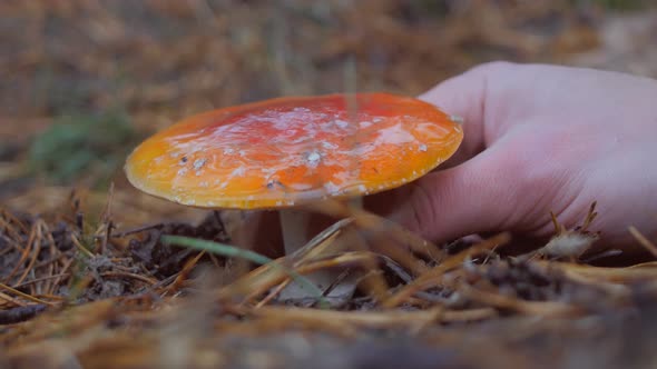 Close Up of Hand Picks a Fly Agaric Mushroom in the Forest