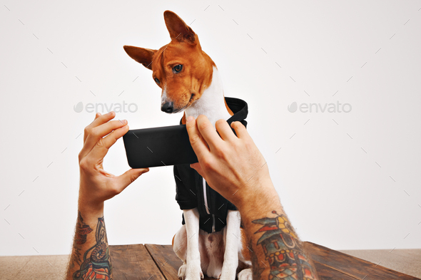 Basenji dog in hoodie with smartphone