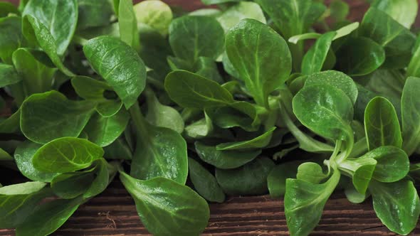 Green lettuce leaves (Valerianella locusta). Fresh lamb lettuce corn salad on rustic wooden table 