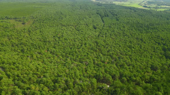 Beautiful dense green forest in Osetnik (formerly Stilo) on the Polish coast of the Baltic Sea, clos alt