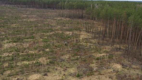 Aerial View Of Green Forest Landscape With Afforestation Zone Deforestation Area