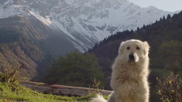 Cute Dog Posing on Background of Beautiful Landscape