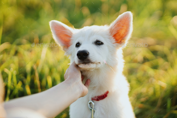 Adorable white puppy face in owner hand. Woman caressing cute swiss shepherd puppy in summer meadow