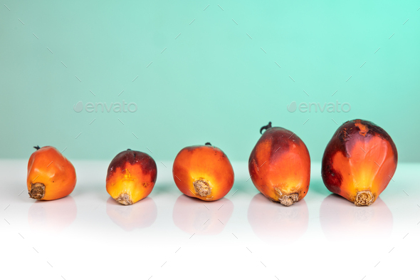 Oil palm fruits with different grade and sizes comparison