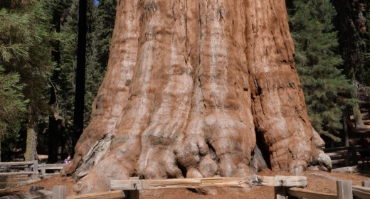 USA - Sequoia and Kings Canyon National Parks