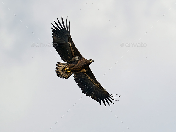 White-tailed eagle (Haliaeetus albicilla) - Stock Photo - Images
