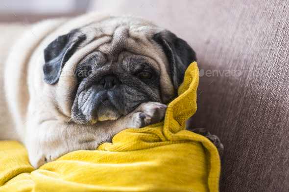 Funny pug sleeping on the couch at home - lazy concept for lovely dog and best friend