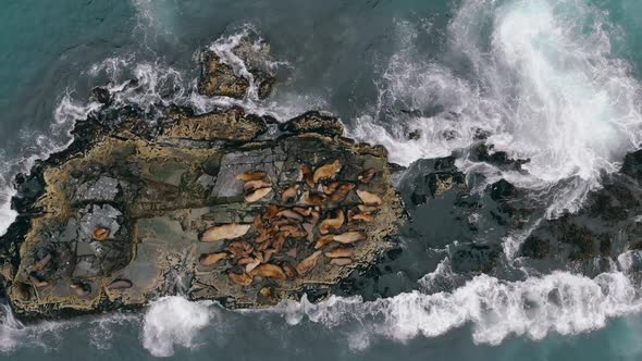 Bird Eye View of Flock of Lying and Resting Sea Lions, Which Occuping Entire Rocky Breakwater. Wild alt