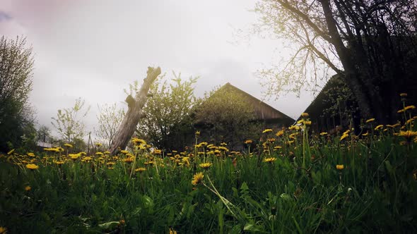 Countryside Spring Time Lapse Yellow Flowers Dandelions Blooming Cloud Scape